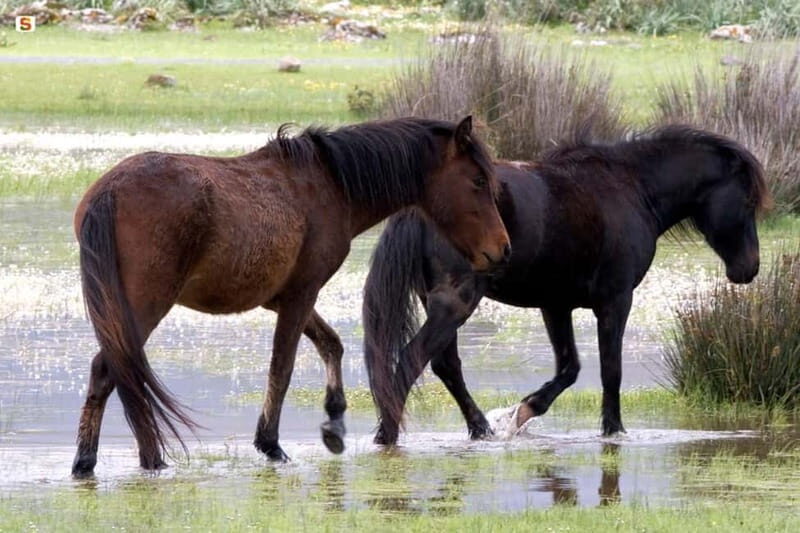 Sardinia: Su Nuraxi di Barumini and Giara di Gesturi Tour - Exploring the Giara di Gesturi Plateau: Sardinia’s Wild Heart