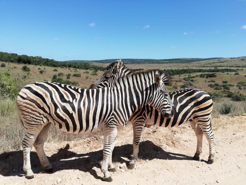 Schotia Private Game Reserve Safari - Final Thoughts: Who Will Love This Safari?
