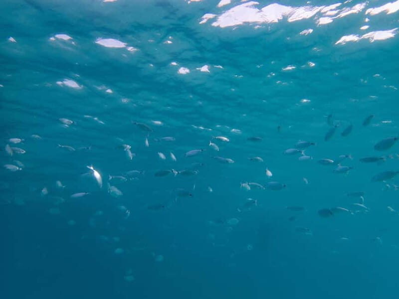 Scuba diving experience in La Maddalena : Baptism of the sea - How the Tour Unfolds: A Step-by-Step Breakdown