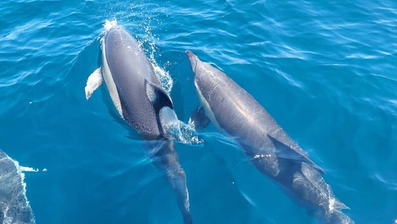 Sesimbra: Dolphin Watching Boat Trip - Who Should Consider This Tour?