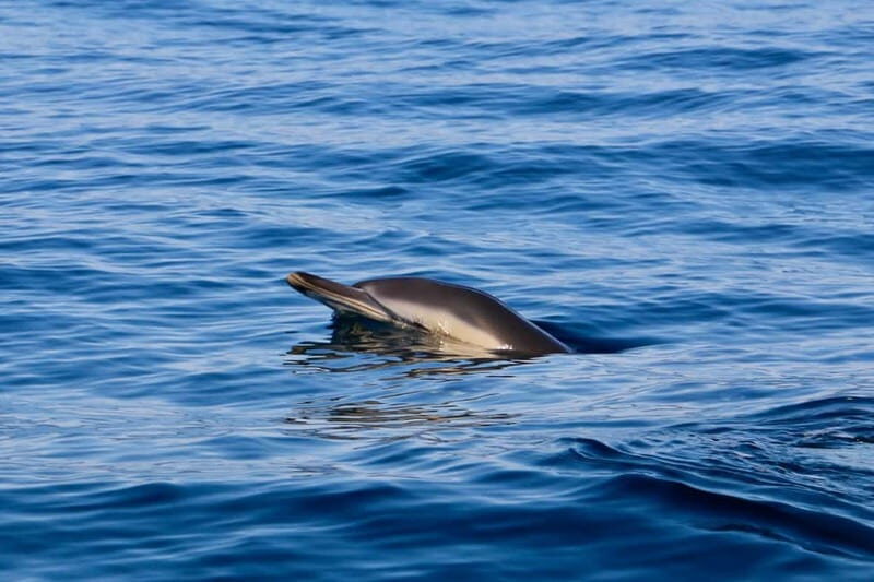 Sesimbra: Dolphin watching with marine biologist - Final Thoughts  