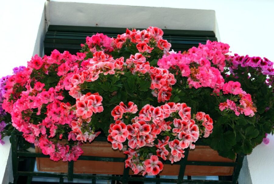 Seville: Barrio de Santa Cruz Small Group Walking Tour - Why This Tour Offers Good Value