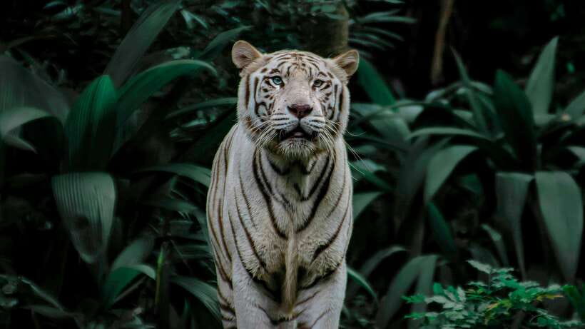 Singapore: Night Safari with Tram Ride and Private Transfer - Price and Value