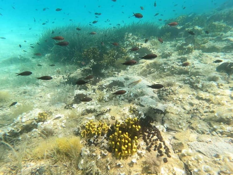 Sithonia: Half-Day Scuba Diving 2 Guided Shore Dives - A Step-by-Step Look at the Itinerary