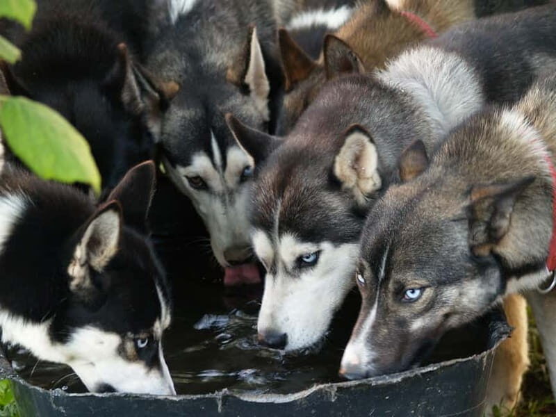 SLED DOG KENNEL VISIT TARTU COUNTRY ESTONIA - Why This Tour Works for Different Travelers