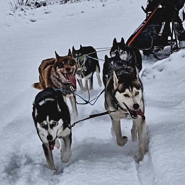 SLED DOGS VISIT & DRIVE ROUND TARTU COUNTRY ESTONIA - Overview of the Experience