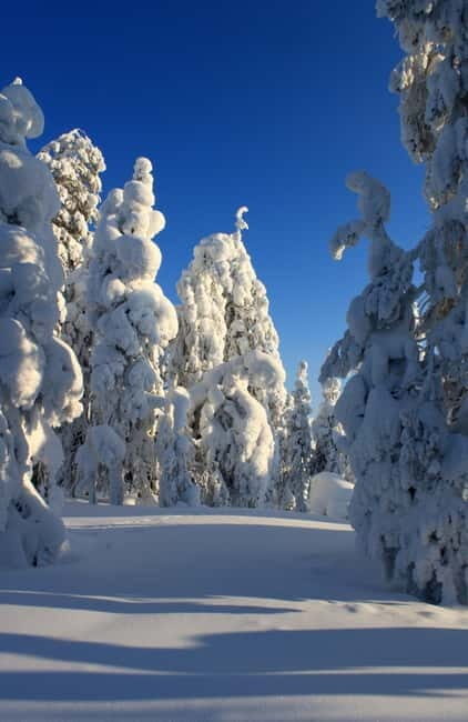 Snowshoe in a Winter Forest - The Itinerary Breakdown