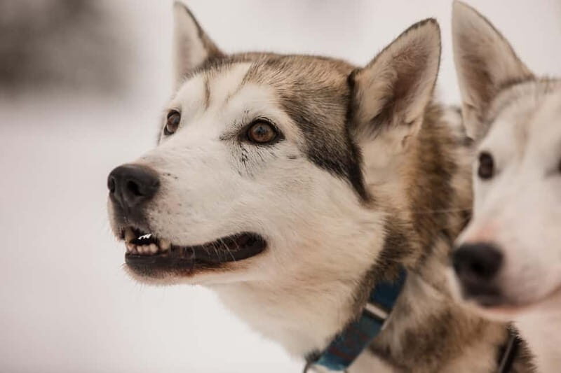 Snowy Trails Husky Safari (5 Km) - The Value of This Experience