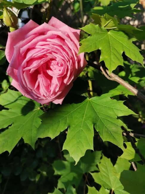 Sofia Kazanluk Rose Valley & Oil Distillery Tour - What’s Included and What to Expect