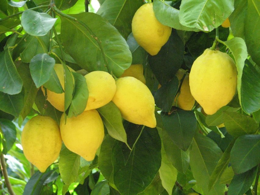 Sorrento: Lemon, Olive Oil and Wine Tasting Tour with Lunch - Authenticity and Reviews