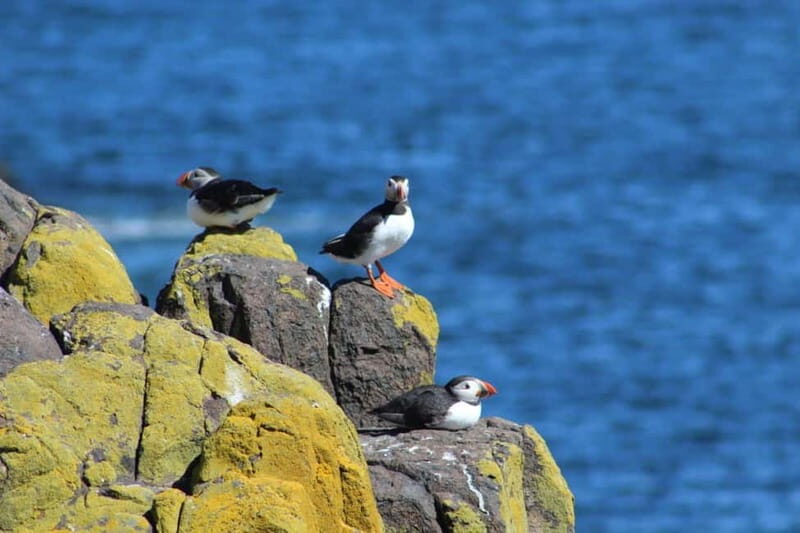 South Queensferry: Birdwatching Cruise with RSPB Guide - A Detailed Look into the Experience