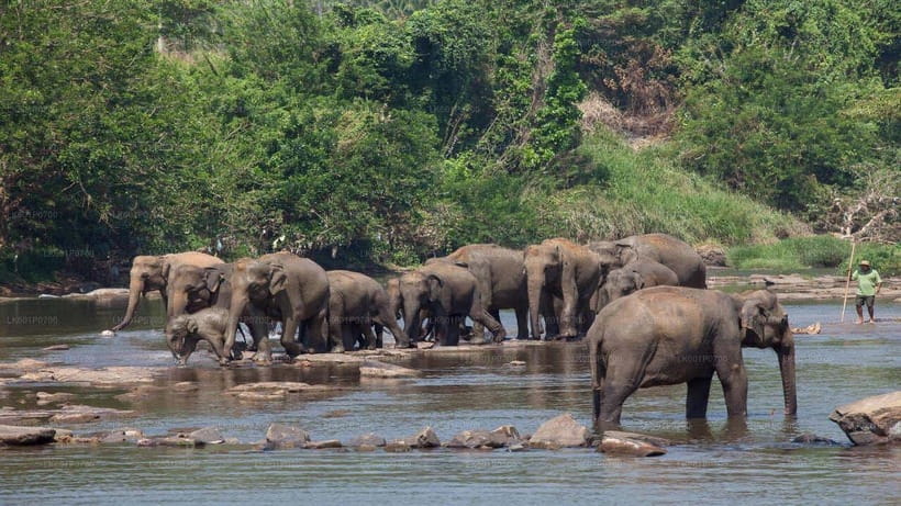 Sri Lanka: 6-DayTour of Kandy-Nuwara Eliya-Bentota & Colombo - What We Love About This Tour