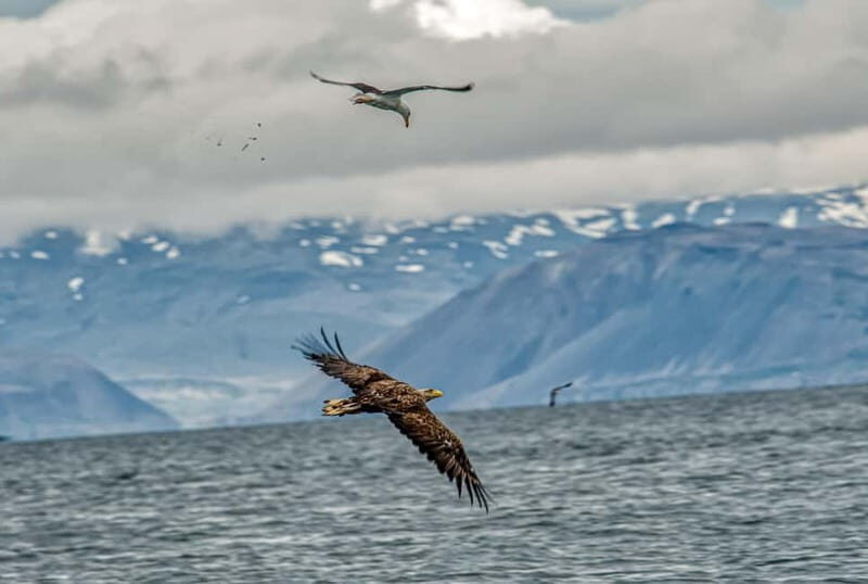 Stykkishólmur: Puffin and Wildlife Boat Tour - Exploring the Itinerary: What Makes Each Part Special  