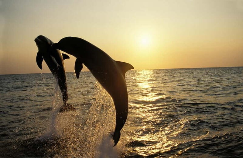 Sunset Dolphin Cruise with Dinner  Medulin Archipelago - A Closer Look at the Itinerary