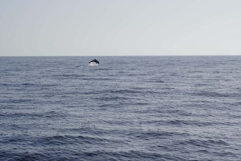 Sunset Dolphin Watching Tour on Hybrid Boat in Small Group - The Itinerary: A Closer Look
