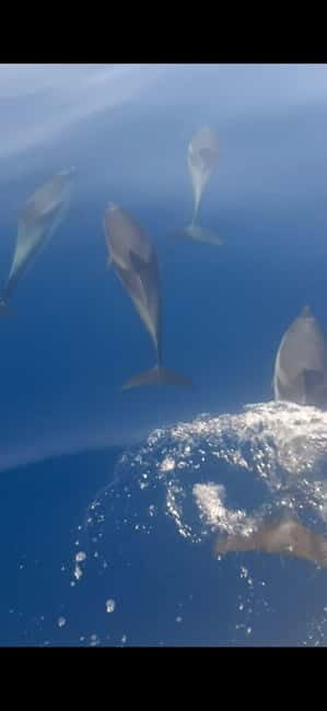 Sunset tour in search of dolphins with aperitif - Overview of the Tour Experience