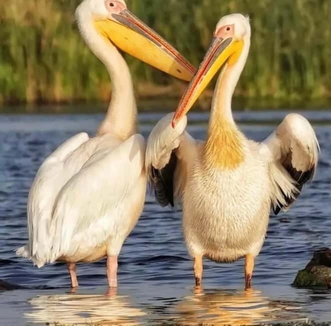 SUPER TOUR: Day Trip to Danube Delta - What Travelers Say: Authentic Insights