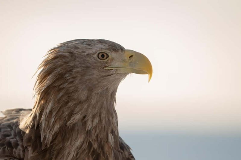 Svolvær: White-Tailed Eagle Safari with professional RIB - Who Should Consider This Tour?
