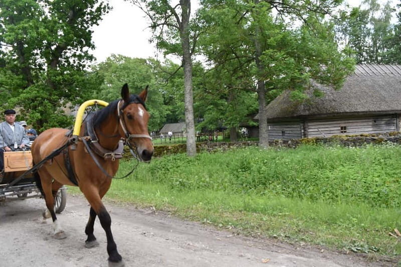 Tallinn: 3-Hour Ethnographic Museum of Estonia - The Value of Guided Expertise