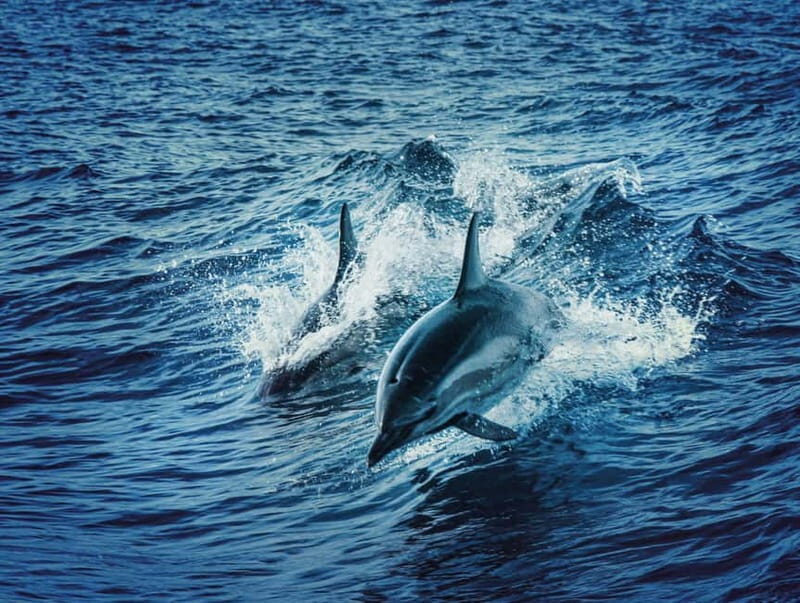 Taormina and Giardini Naxos: 2 Hour Dolphin Tour & Grotto - The Experience Provider: Escursioni Pizzichella
