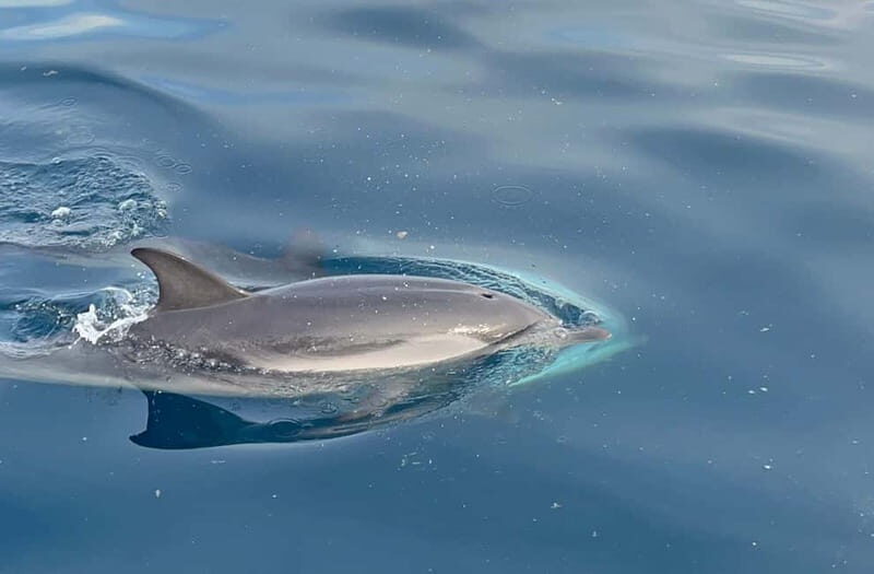 Taormina:Sunset Boat Tour with Aperitif and Dolphin Watching - What Makes This Tour Stand Out?