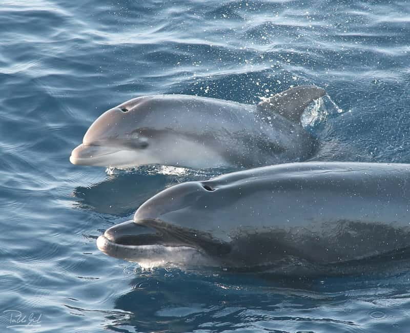 Tarifa: Orca, Whale and Dolphin Watching Boat Experience - An In-Depth Look at the Cetacean Adventure