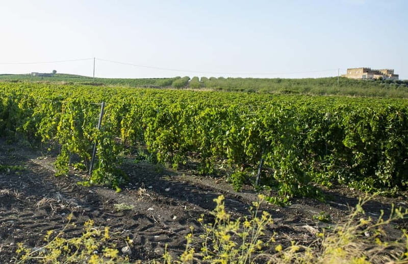 Tasting of EVO Wines and Oil in the countryside of Agrigento - Price and Value