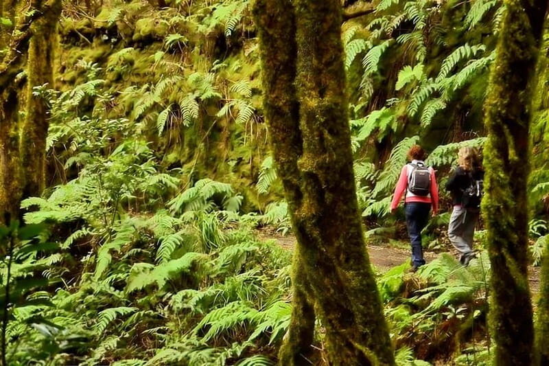 Tenerife: Guided tour guide in the Anaga Rural Park - The Meeting and Ending Point