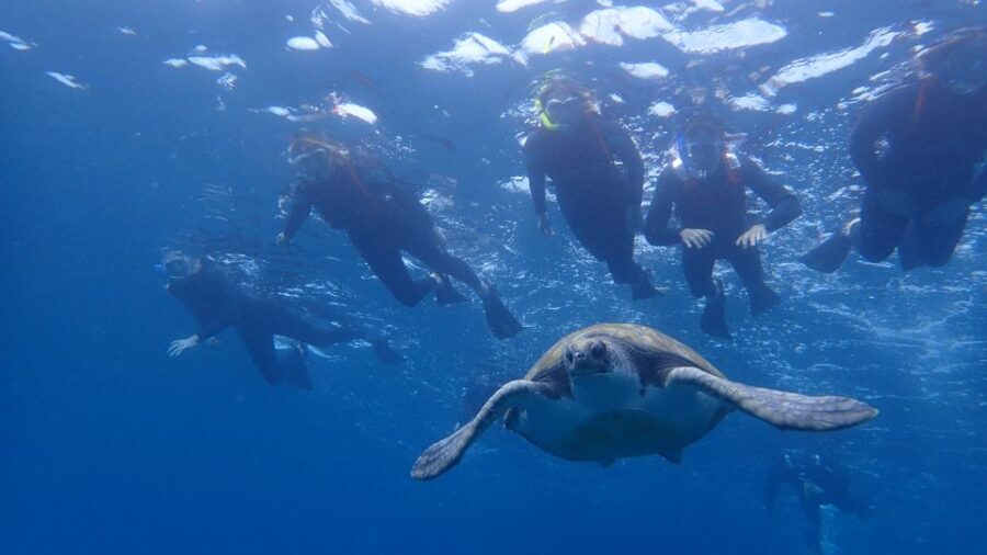 Tenerife: Kayak and Snorkel with Turtles, Wetsuits Included - What You Can Expect During the Tour