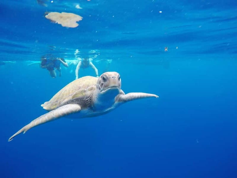 Tenerife: Kayak & Snorkel with Turtles & Dolphins w/Photos - Final Thoughts: Who Should Book This Tour?