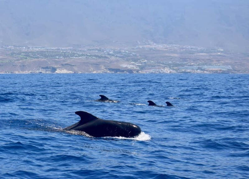 Tenerife Whale Watching and Snorkeling Yacht Trip - Why This Trip Works for Different Travelers