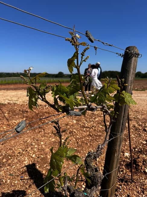 Tenute Girolamo: Winery Tour and VIP Tasting in Itria Valley - Practical Details and Value
