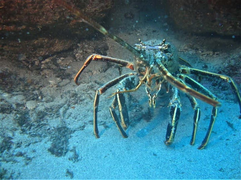 Terceira Azores: Scuba-Double dive Trip(certified Divers) - The Itinerary: What to Expect