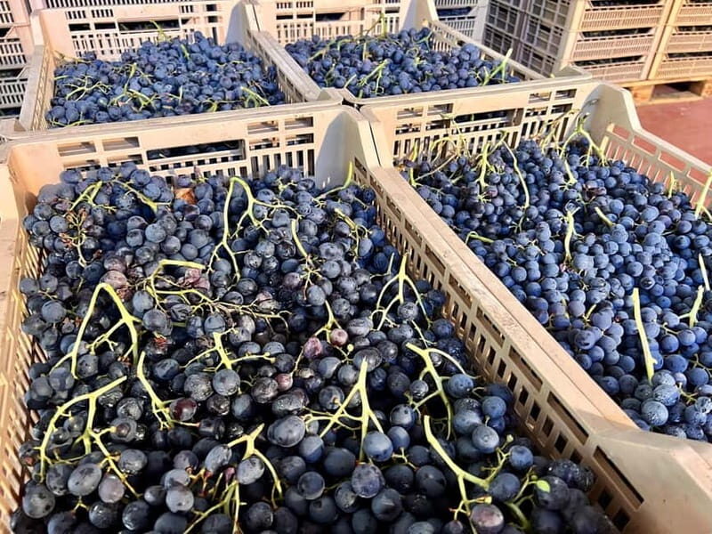 The grand tour of Amarone: 2 wineries, lunch & Amarone focus - Is This Tour Worth the Price?