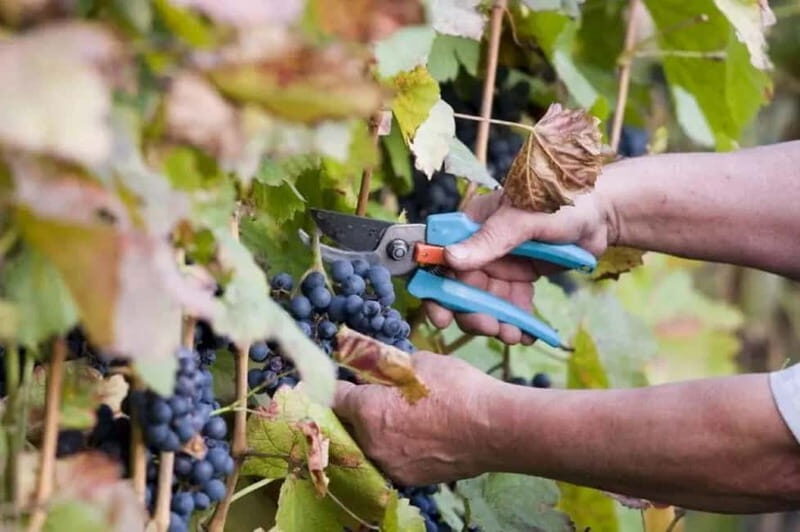 The Vine-Harvest Day Trip in Chania - Tasting Crete: Food, Wine, and Local Flavors