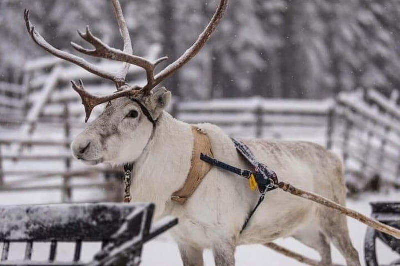 Traditional Reindeer Farm Visit with a Short Sleigh Ride - Who Is This Tour Best For?