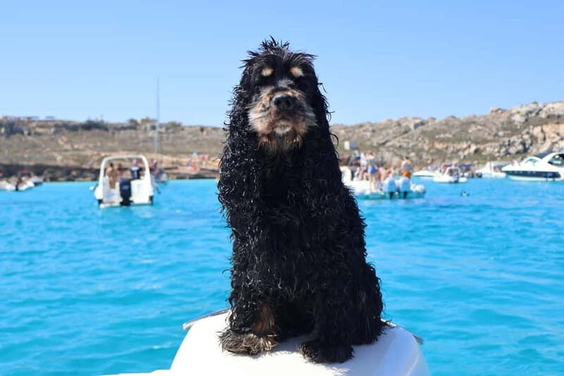 Trapani: favignana and levanzo boat tour - Why You’ll Love This Tour