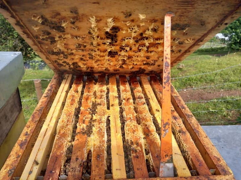 Trentino Agriconda: The adventure of the queen bee. We will explore the beehives. - Who Will Love This Tour?