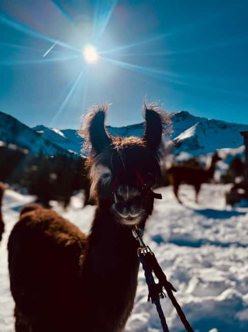 Triesenberg: Private hike with our llamas - Why This Experience Works