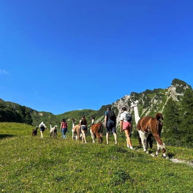 Triesenberg: Walk with Llamas in the Mountains - Walking with Llamas: What to Expect