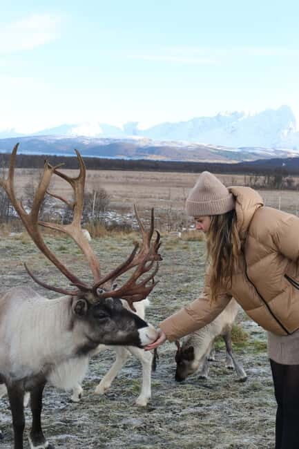 Tromsø: Reindeer Feeding and Sami Culture Tour with Lunch - What makes this tour stand out?