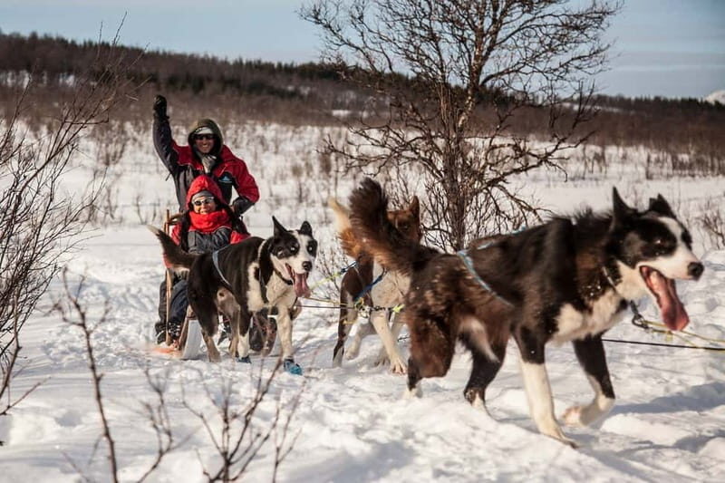 Tromsø: Self-Drive Husky Dog Sledding Adventure - Why This Tour Is a Great Choice