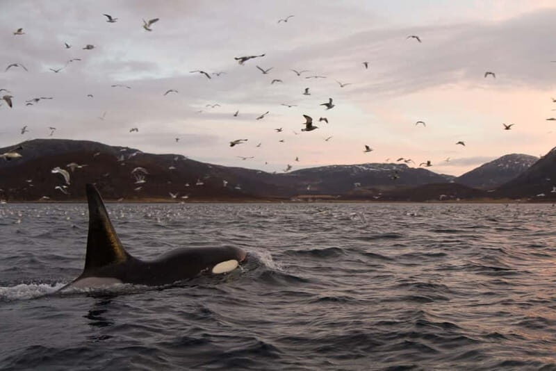 Tromsø: Skjervøy RIB Whale Watching Tour - Key Points