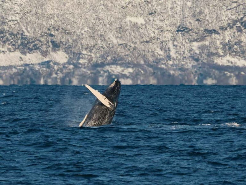Tromsø: Whale Watching Tour by Hybrid-Electric Boat - The Itinerary: What to Expect from Departure to Return