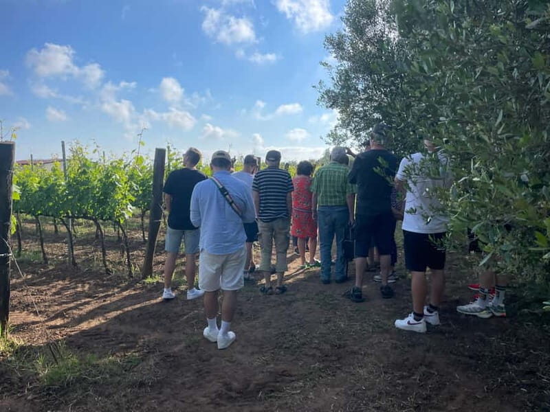 Tropea: Rustic Wine Experience on a Family Farm in Calabria - The Tasting Experience: Authentic Flavors in a Rural Setting