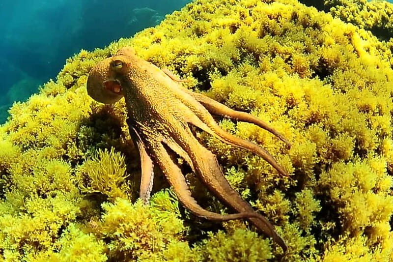 Try Scuba Diving and Snorkeling boat trip in Ibiza - Exploring Ibiza’s Underwater World