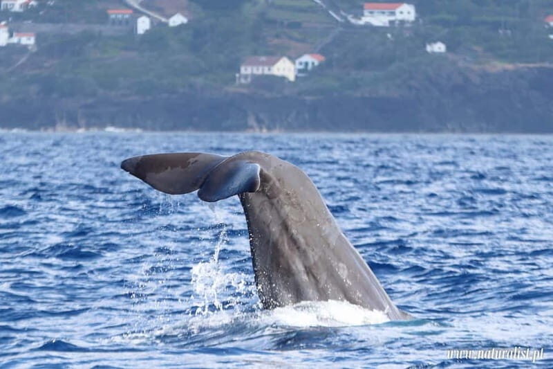UNIQUE FAIAL | Whales & Volcanoes | 2 Half Days - Exploring the Itinerary in Detail