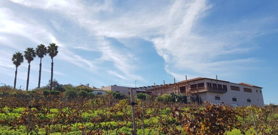 Valley of Tegueste: Wine Tour with Tasting at El Lomo Winery - A Closer Look at the Valley of Tegueste Wine Tour