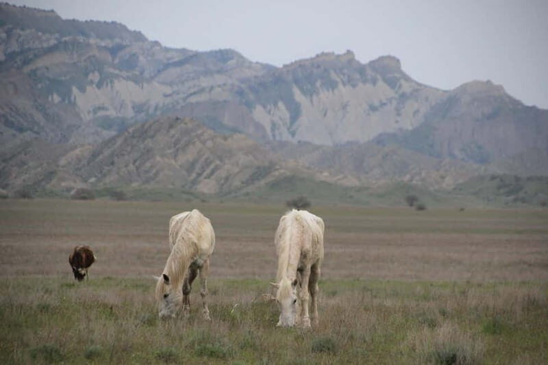 Vashlovani Nature Reserve: Horse Riding Tour - Practical Details