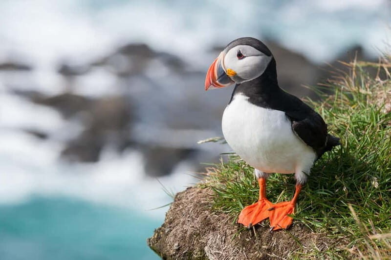 Vestmannaeyjar: One Hour Small Islands Trip - Exploring the Coastline and Sea Caves